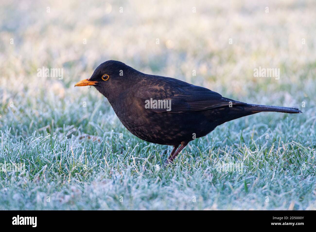 blackbird (Turdus merula), foraggio maschile su un prato coperto di gelo, Paesi Bassi Foto Stock