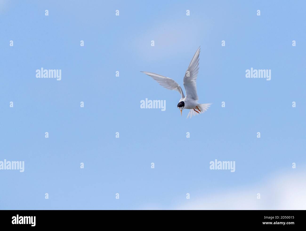 Terna della fata della Nuova Zelanda (Sternula nereis davisae, Sterna nereis davisae, Sternula davisae), in volo, Nuova Zelanda, Isola del Nord, Mangawai Foto Stock