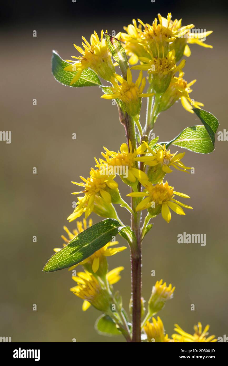 Oro, verga d'oro (Solidago virgaurea), fioritura, Germania Foto Stock