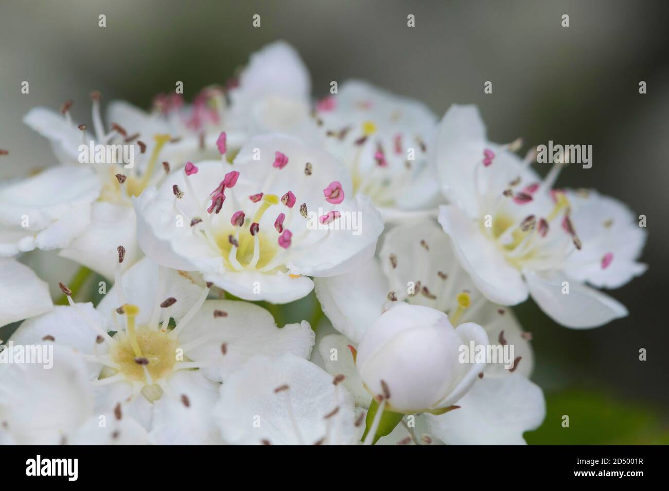 Biancospino, singleseed biancospino, inglese biancospino (Crataegus monogyna), fiori, Germania Foto Stock
