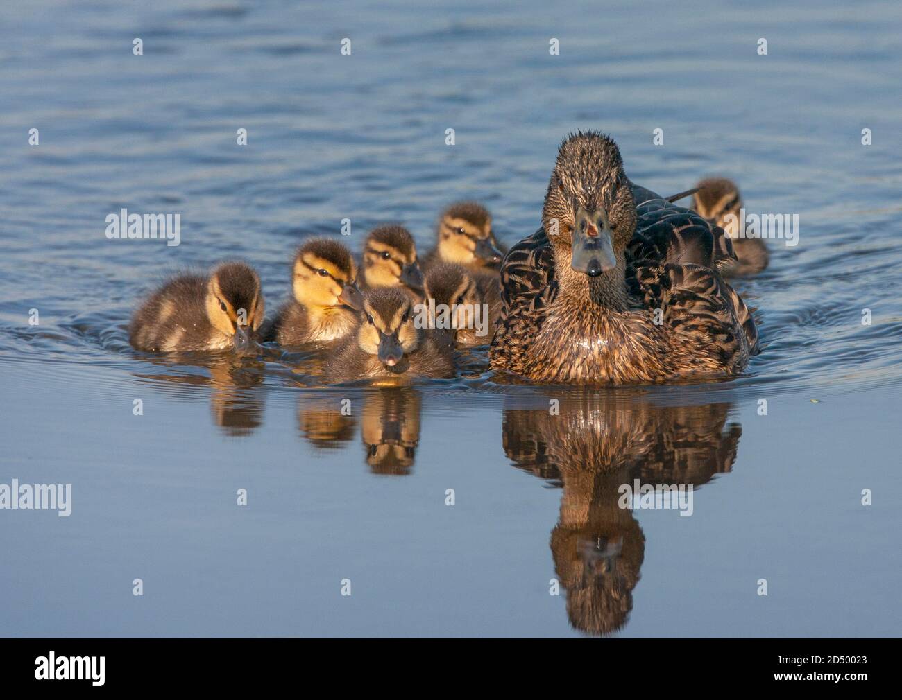 mallard (Anas platyrhynchos), femmina da nuoto con anatroccoli, Paesi Bassi Foto Stock