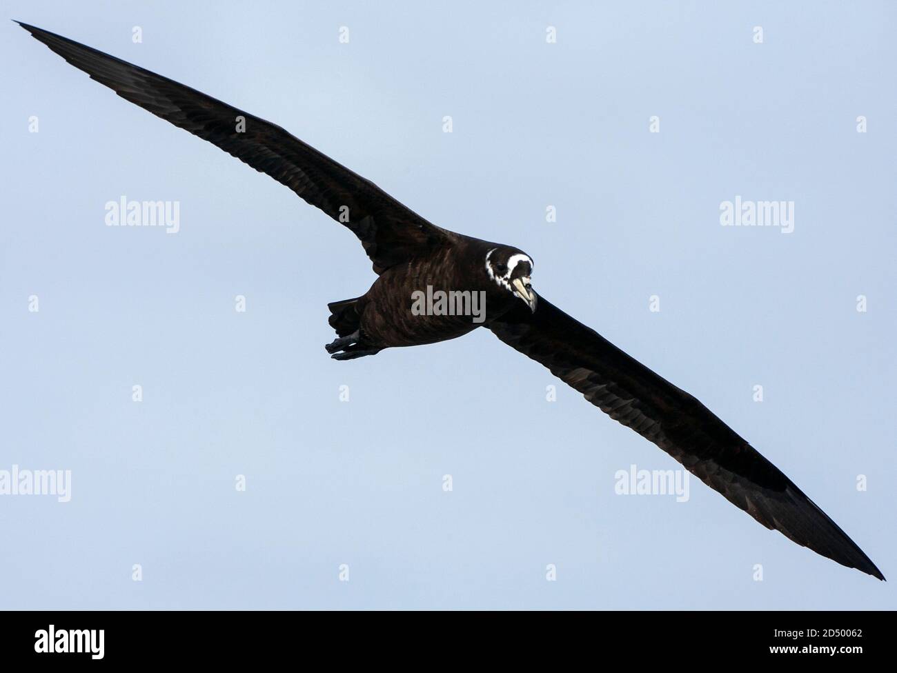 Pettorina (Procellaria cospicillata), in volo, Tristan da Cunha Foto Stock