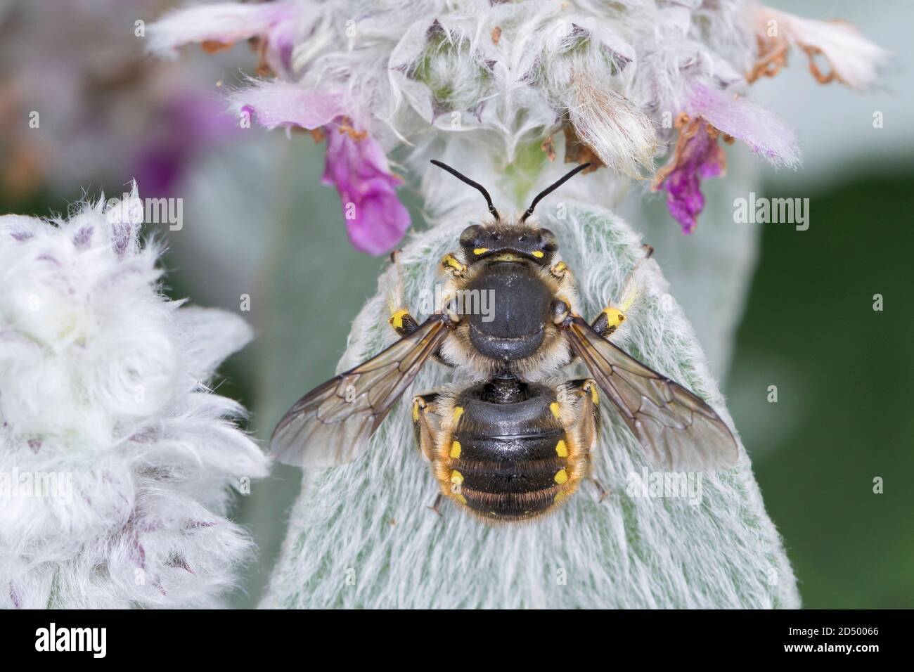 Ape di lana (Anthidium manicatum, Anthidium maculatum), maschio all'orecchio di agnello (Stachys byzantina), Germania Foto Stock