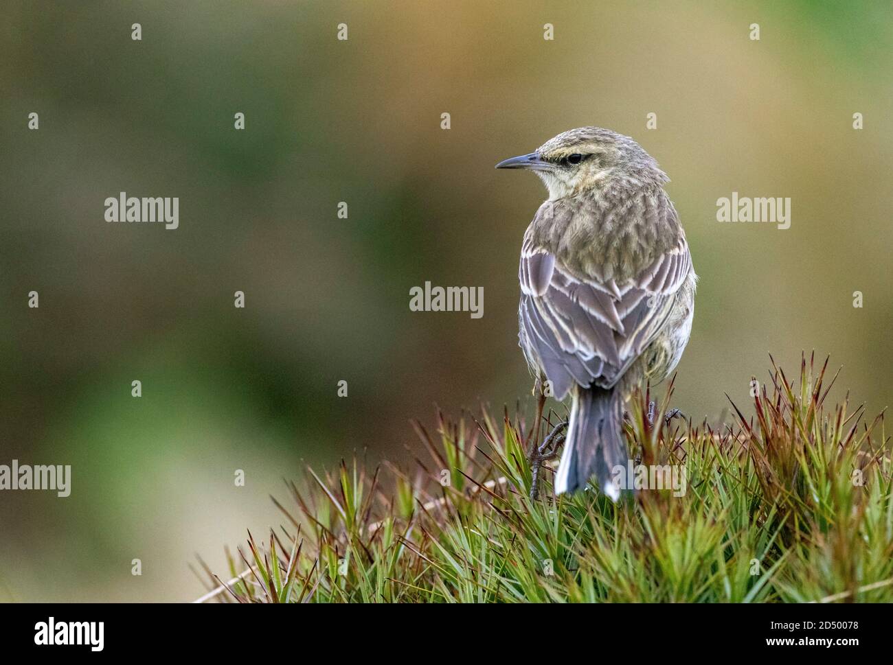Isola di Auckland Pipit, Pihoihoi (Anthus novaeseelandiae aucklandicus, Anthus aucklandicus), seduta sull'erba, che si affaccia sulle spalle, Foto Stock