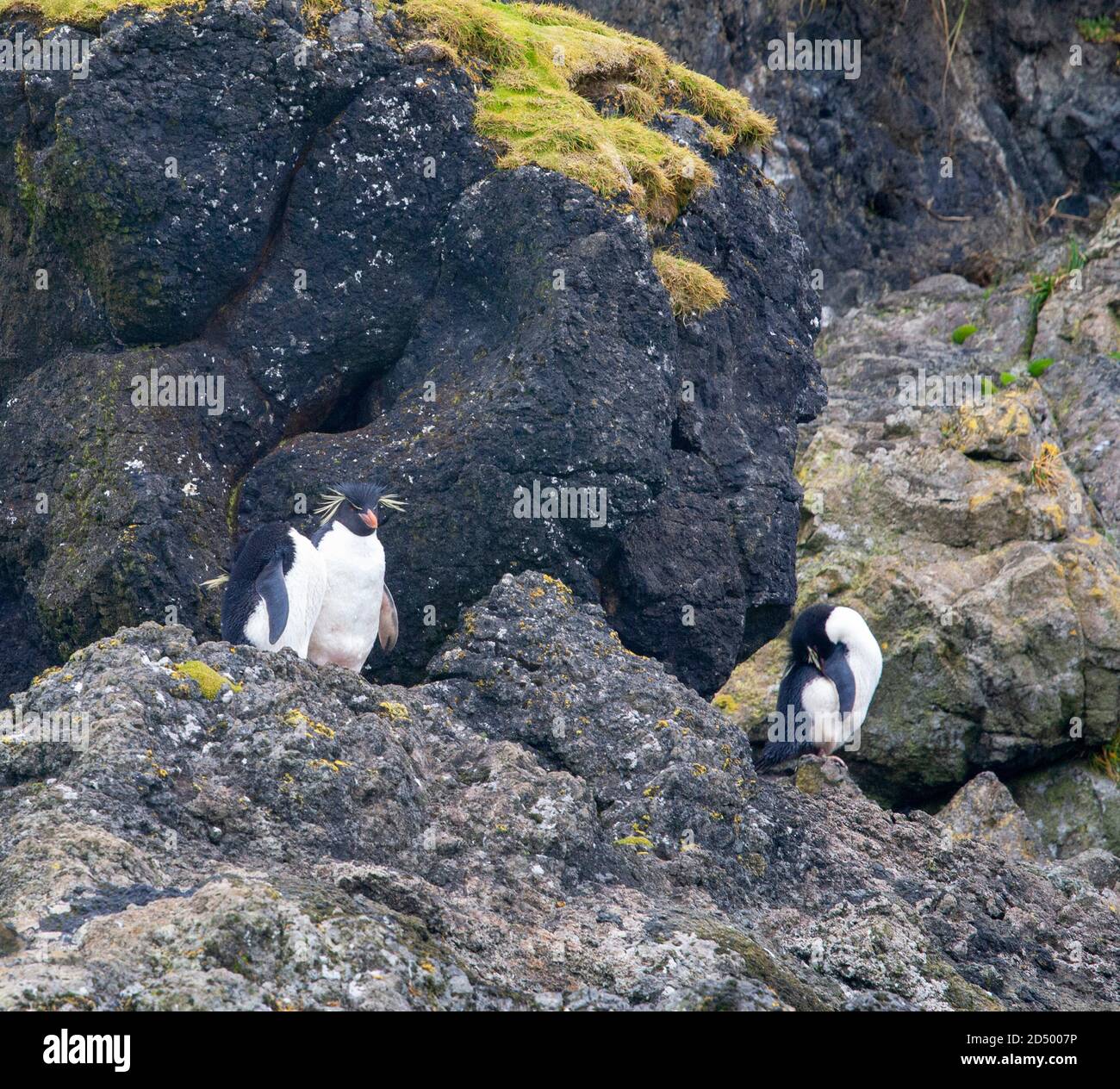 Pinguino delle Montagne Rocciose orientali (Eudyptes chrysocome filholi, Eudyptes filholi), tre pinguini delle Montagne Rocciose orientali in piedi sulle rocce costiere, Australia, Foto Stock