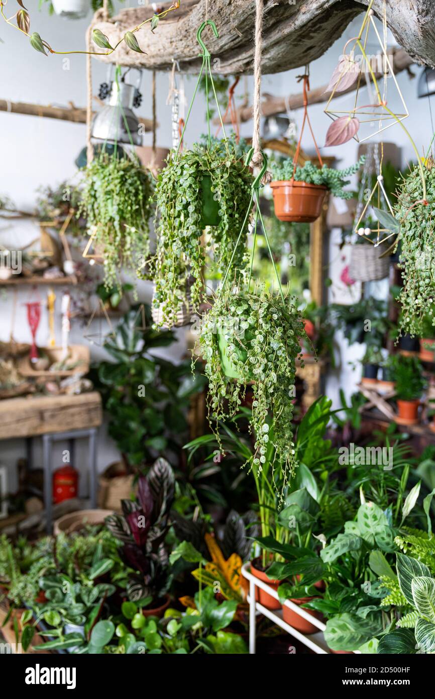 Commercio di negozio di fiori. Fiori interni alla moda e design domestico in un piccolo negozio di piante. Verticale. Foto Stock