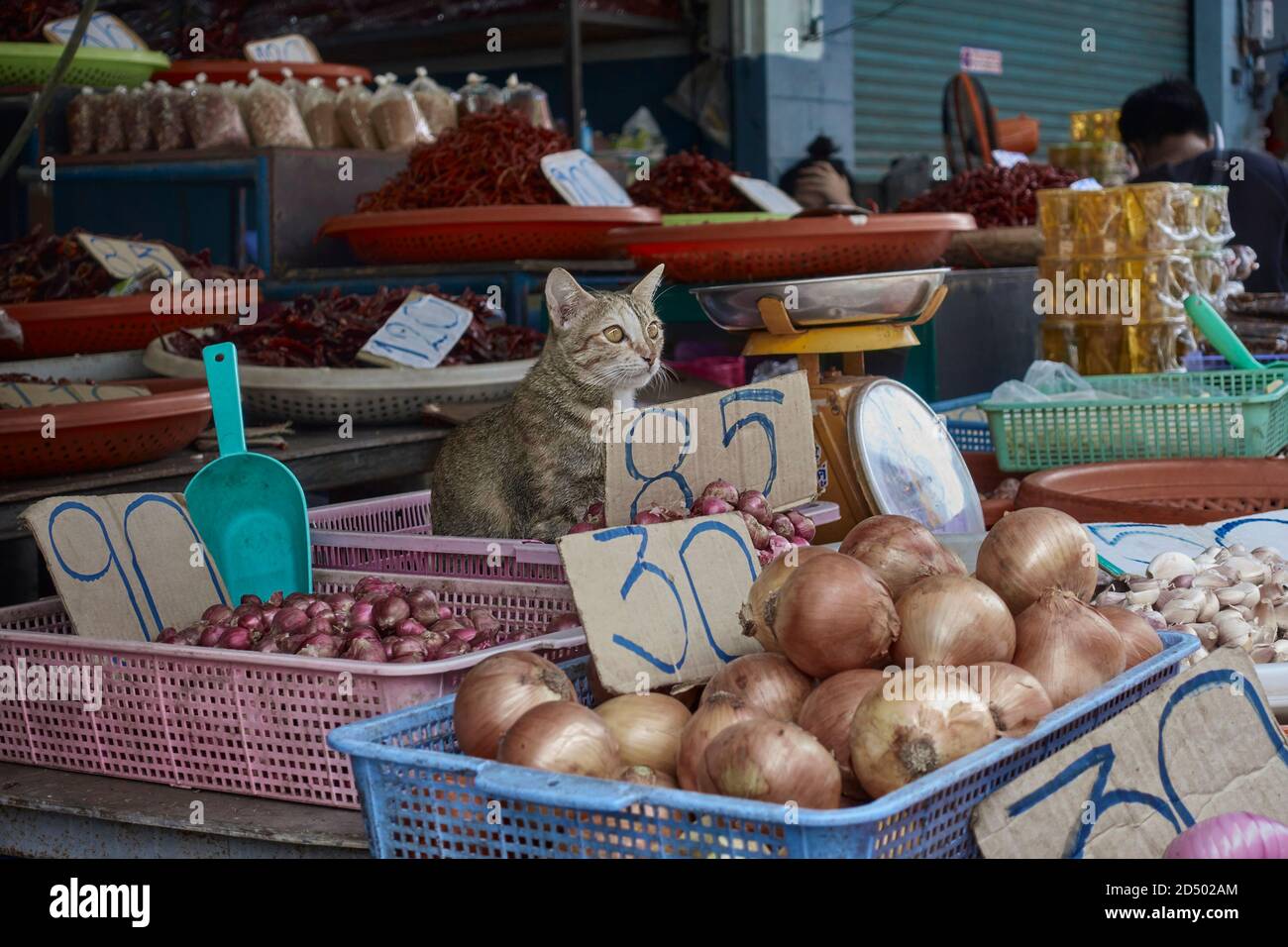 Funny Cat. Animale divertente. Cat appollaiato su uno stallo del mercato apparentemente agendo come assistente di vendita di cibo, Thailandia Sud-est asiatico Foto Stock