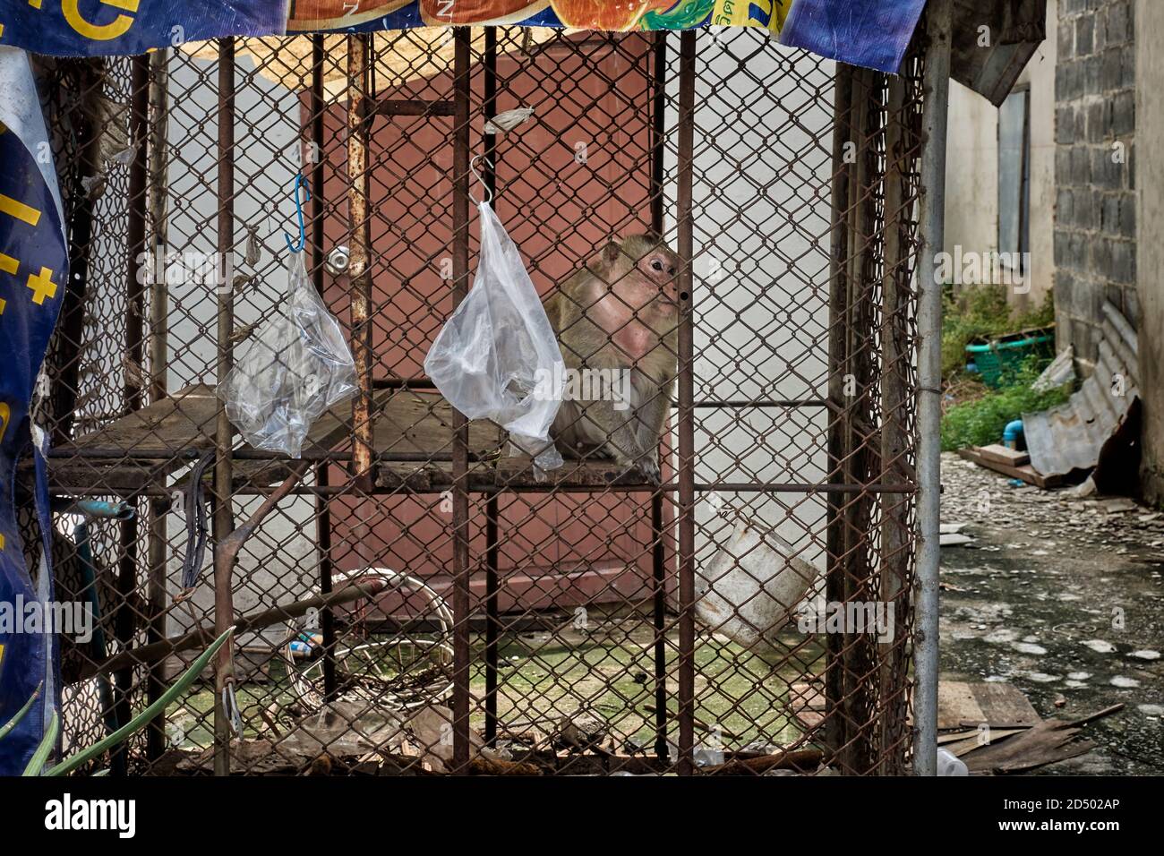 Animale in gabbia. La tristezza e la crudeltà degli animali in gabbia raffigurati qui con un macaco gaged che guarda a lungo al mondo esterno e la libertà. Thailandia. Foto Stock