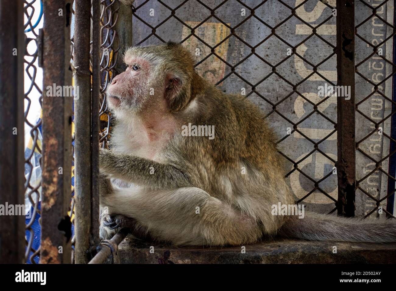 Animale in gabbia. La tristezza e la crudeltà degli animali in gabbia raffigurati qui con un macaco gaged che guarda a lungo al mondo esterno e la libertà. Thailandia Foto Stock