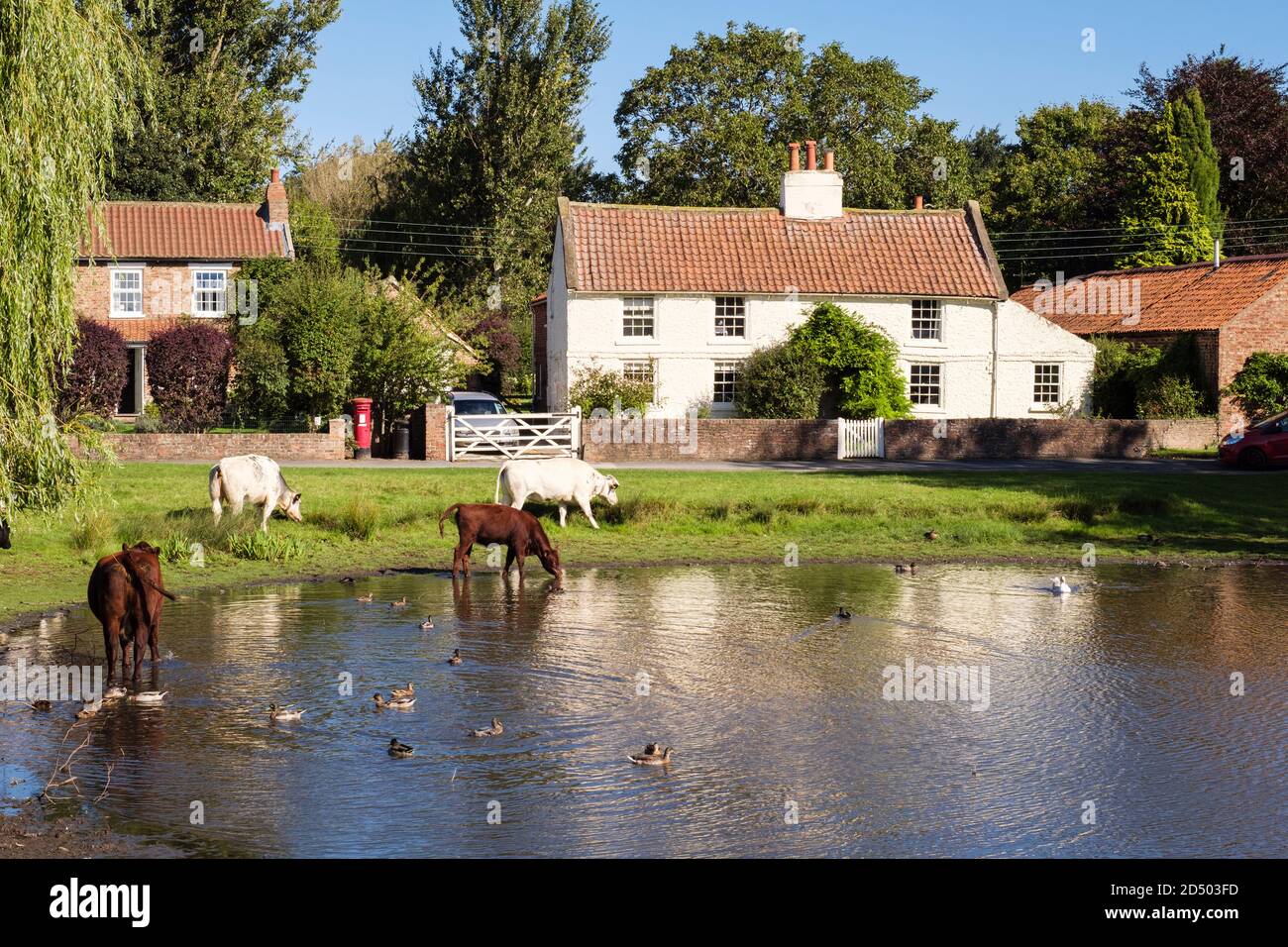 Free gamma bestiame pascolo da laghetto di anatra su un paese verde dominato da vecchie case. Nun Monkton, York, North Yorkshire, Inghilterra, Regno Unito, Gran Bretagna Foto Stock