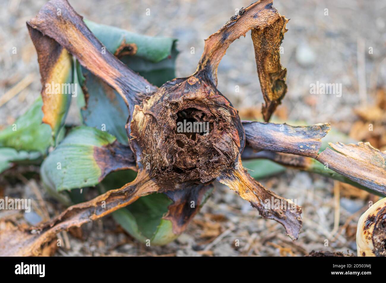 Sciphophorus agopunctatus Agave Black Nosed Weevil e la pianta del secolo Agave americana. Foto Stock