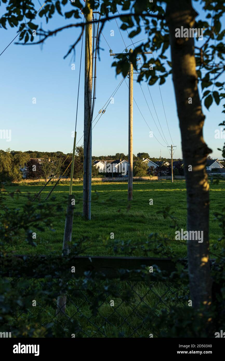 Luce di sera su pali telegrafici in un campo con casa tenuta sullo sfondo, Johnstown, County Kildare, Irlanda Foto Stock