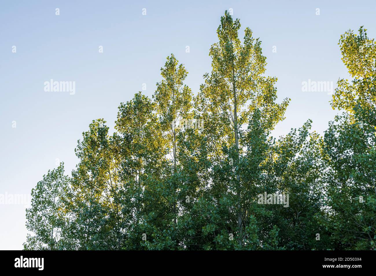 Aspen alberi, tremuloides populus in calda luce notturna estiva, County Kildare, Irlanda Foto Stock