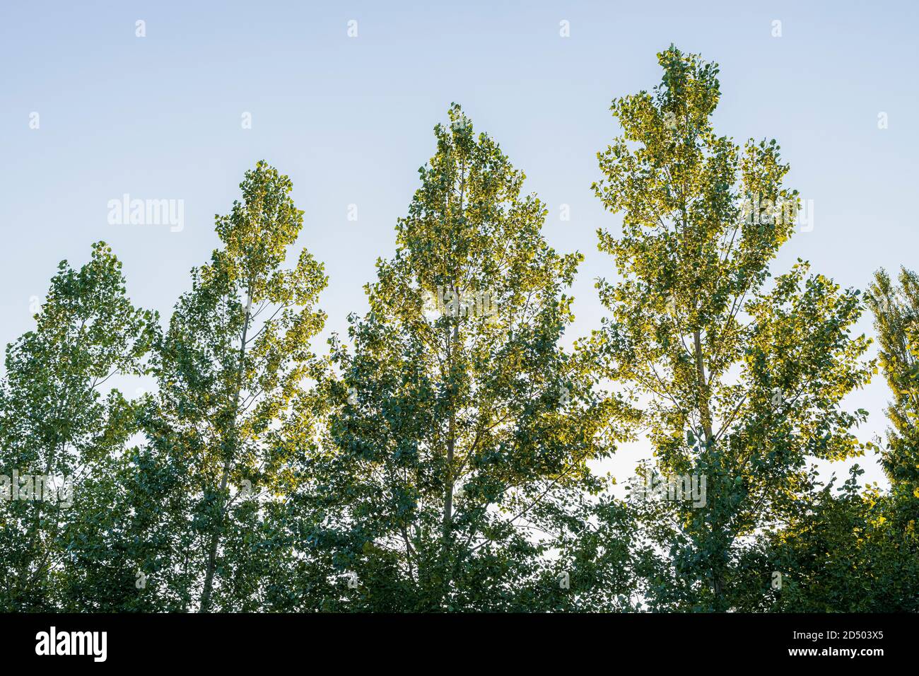 Aspen alberi, tremuloides populus in calda luce notturna estiva, County Kildare, Irlanda Foto Stock