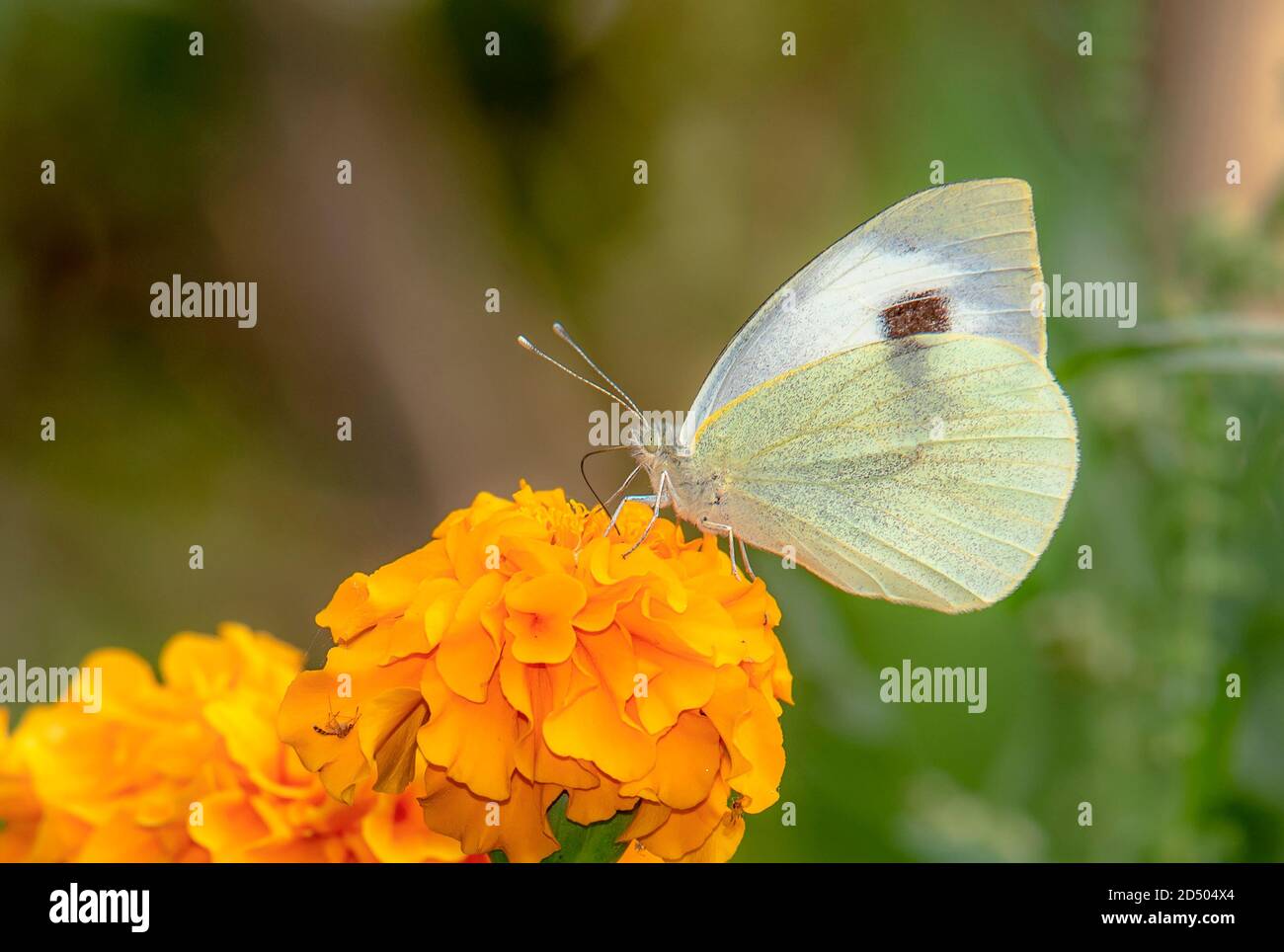 Pieris canidia, il bianco di cavolo indiano, è una farfalla della famiglia Pieridae, che si trova in India, Nepal e Indocina. Foto Stock