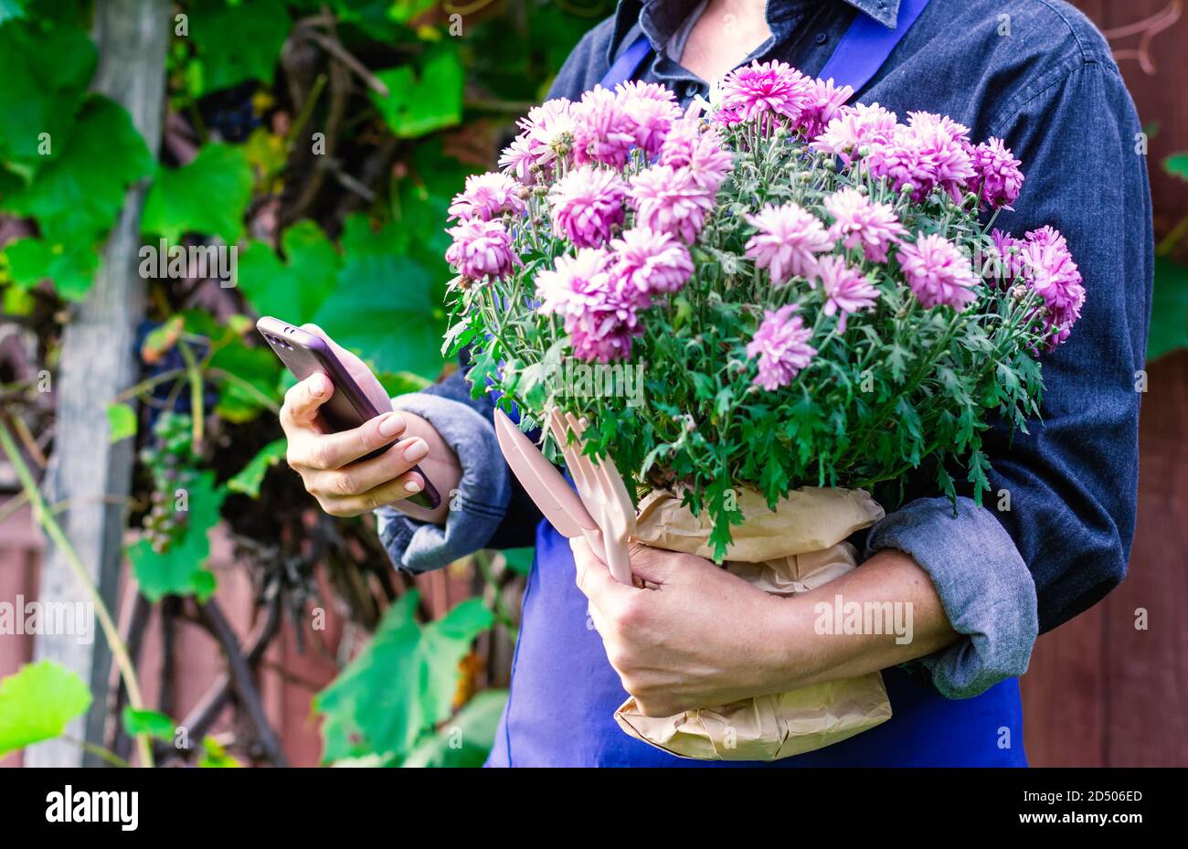 Una donna giardiniere tiene un crisantemo rosa in fiore nelle sue mani. Trapiantare piante e fiori. Primo piano. Foto Stock