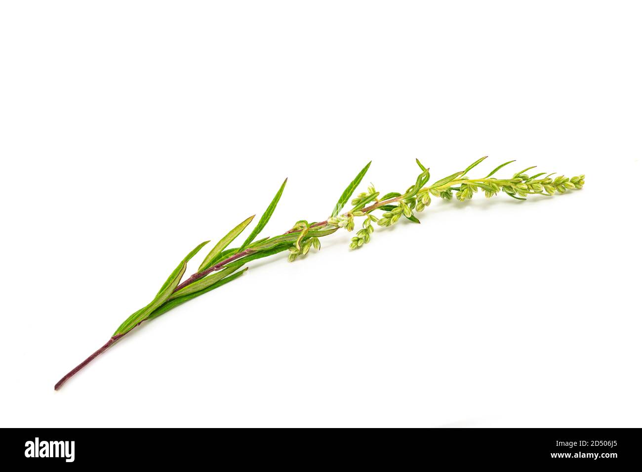 Artemisia vulgaris ramo isolato su sfondo bianco Foto Stock