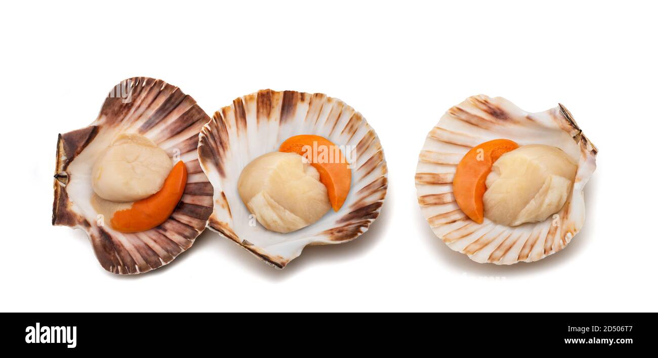 Guscio fresca smerlo isolati su sfondo bianco Foto Stock