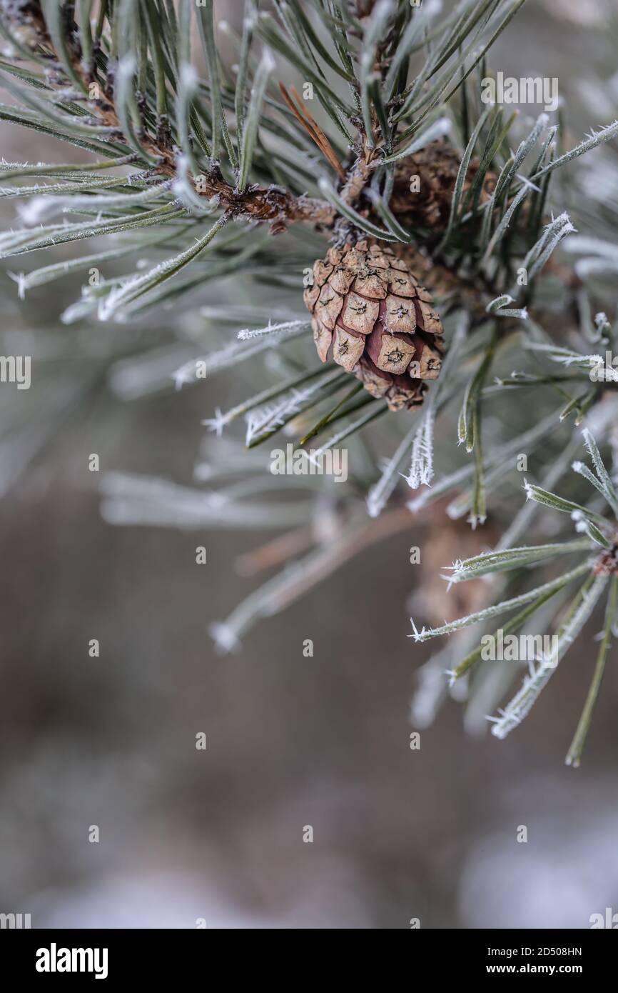 Ramo di pino con aghi e cono su un congelamento giorno invernale Foto Stock