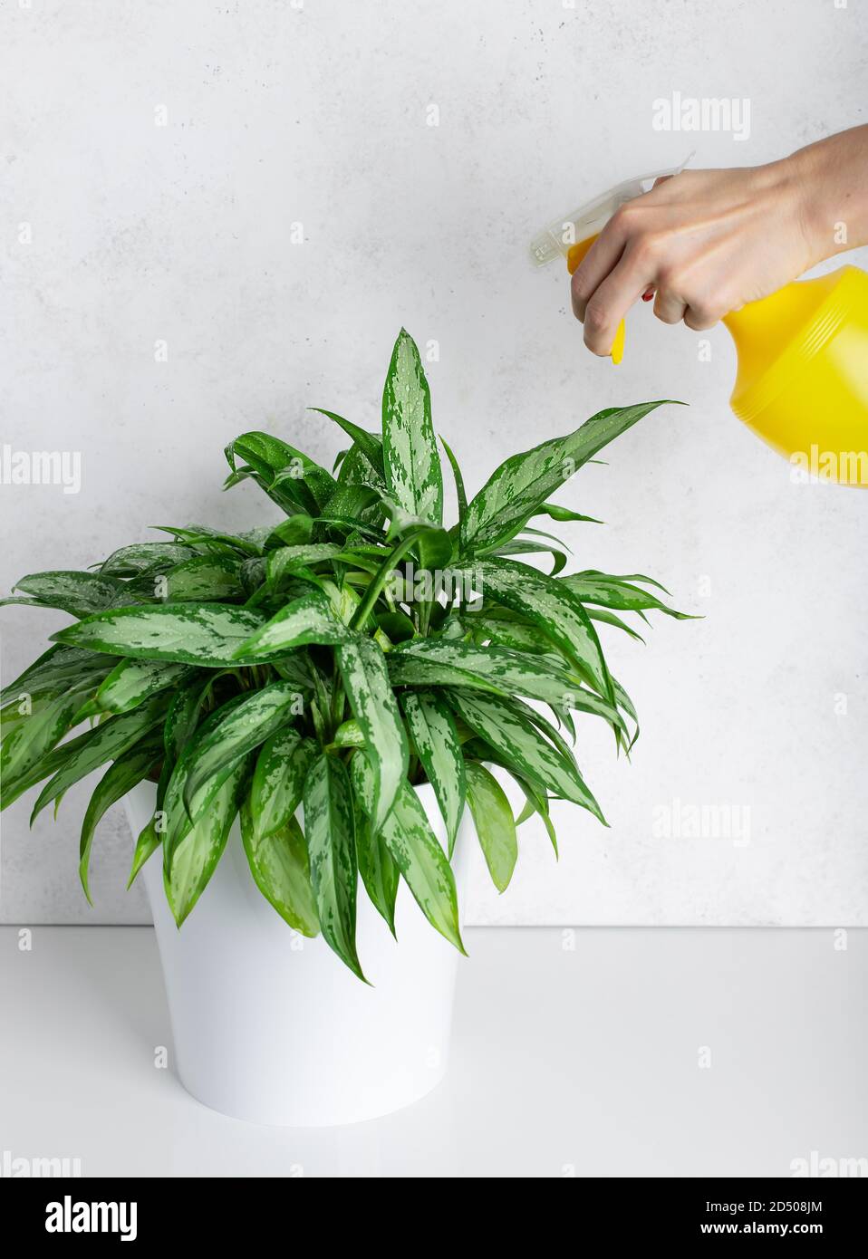 Donna spruzzi una pianta domestica Aglaonema con acqua pulita da una bottiglia di spruzzo. Cura delle piante domestiche. Fuoco selettivo. Foto Stock