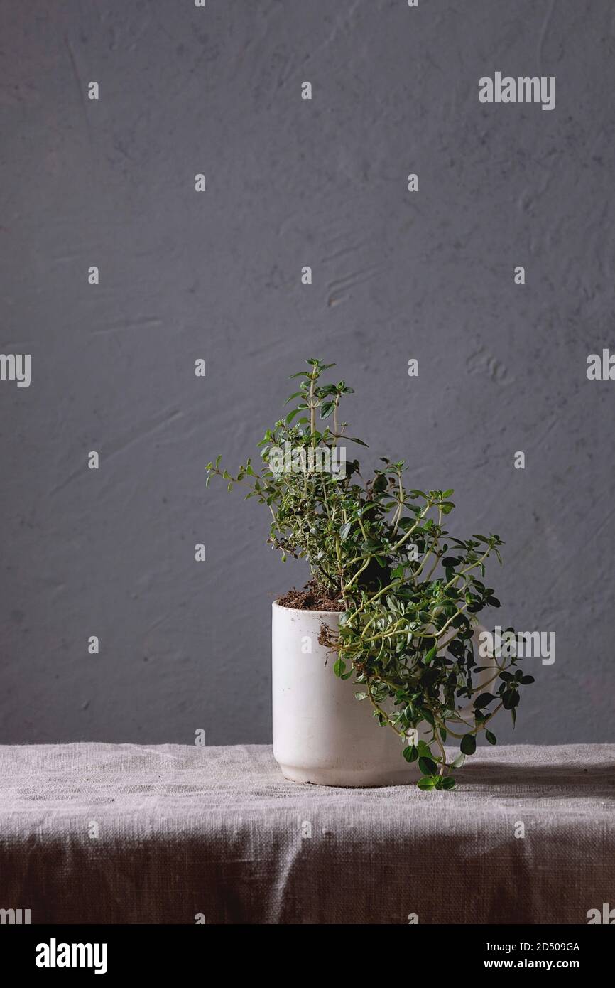 Tavolo Da Cucina giardinaggio in vaso verdi timo in tazza bianca su lino grigio tovaglia. Spazio di copia Foto Stock