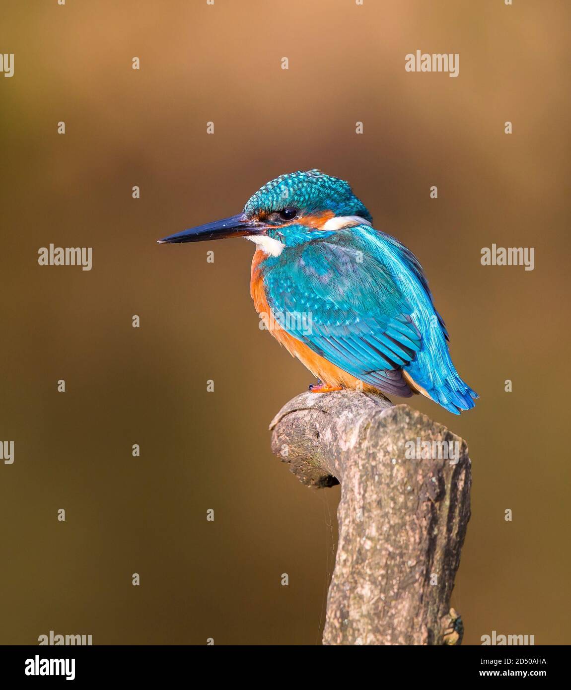 Vista laterale primo piano di un uccello del Martin pescatore britannico (Alcedo atthis) che si trova isolato su un ramo, rivolto a sinistra, con un morbido sfondo bokeh. Foto Stock