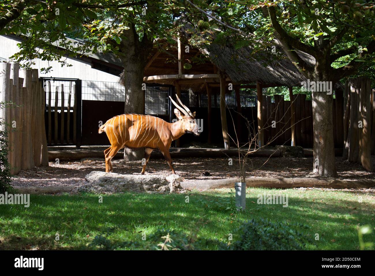 Luce del sole che colpisce l'antilope di Bongo nel recinto dello zoo Foto Stock