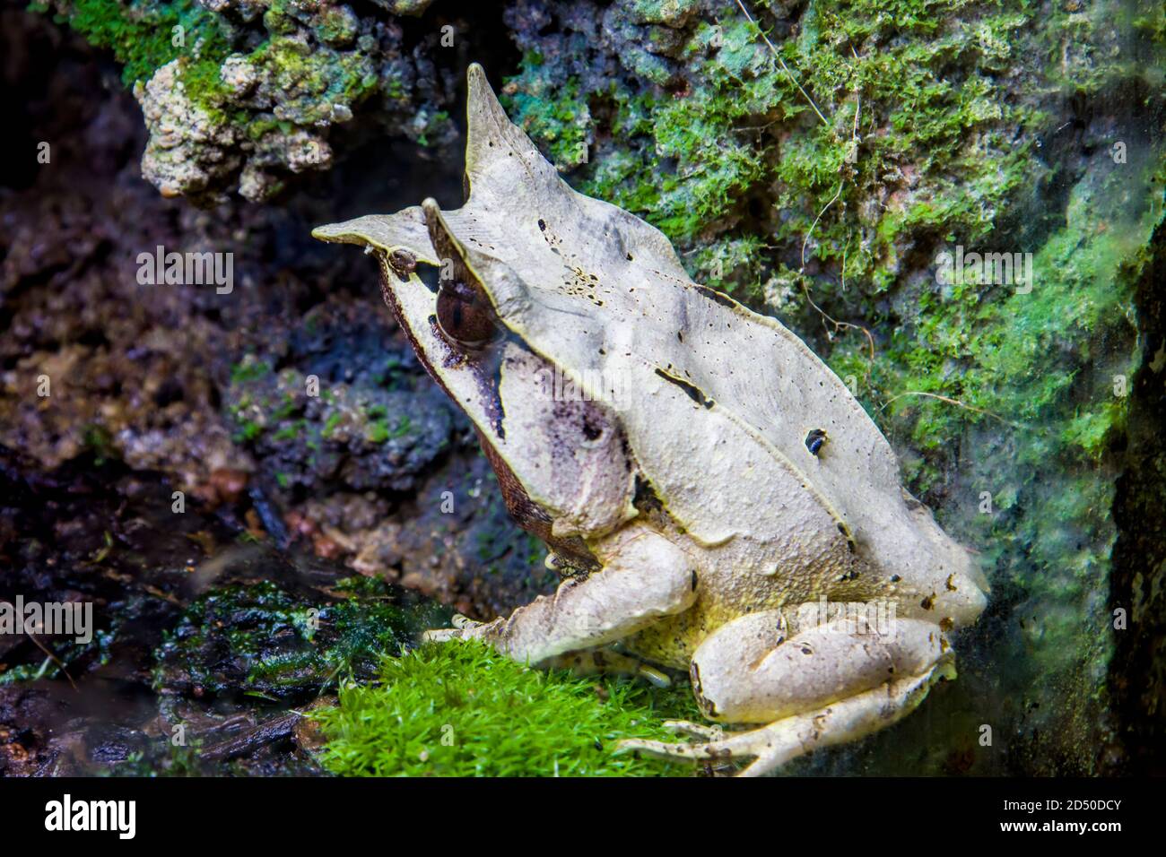 La rana cornuta dal naso lungo (Megophrys nasuta) è una specie di rana limitata alle aree della foresta pluviale della Thailandia meridionale e della Malesia peninsulare. Foto Stock