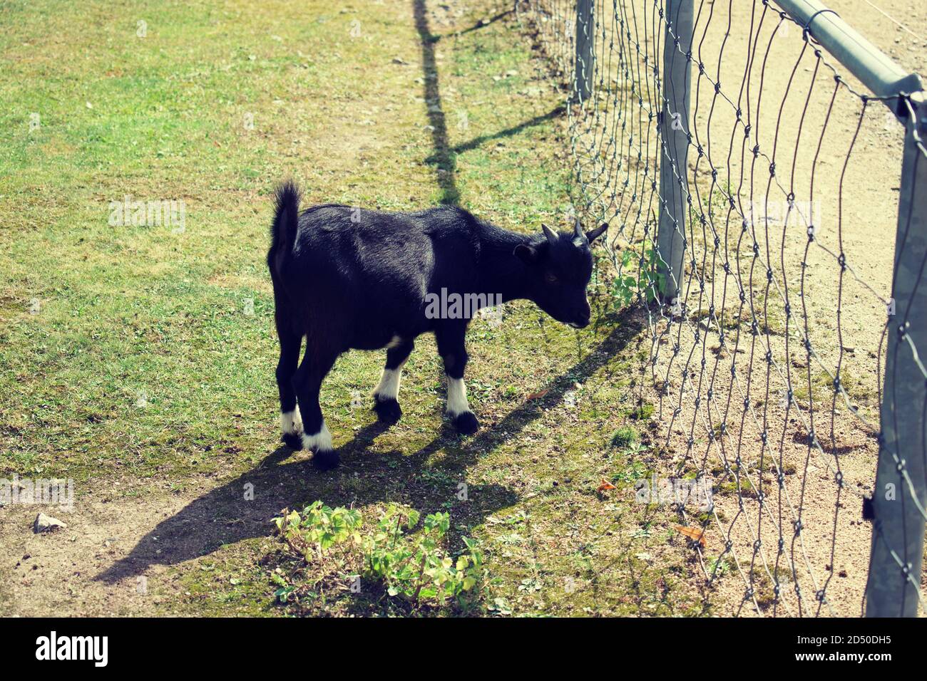 Carino capra pygmy in giardino zoologico di petting Foto Stock