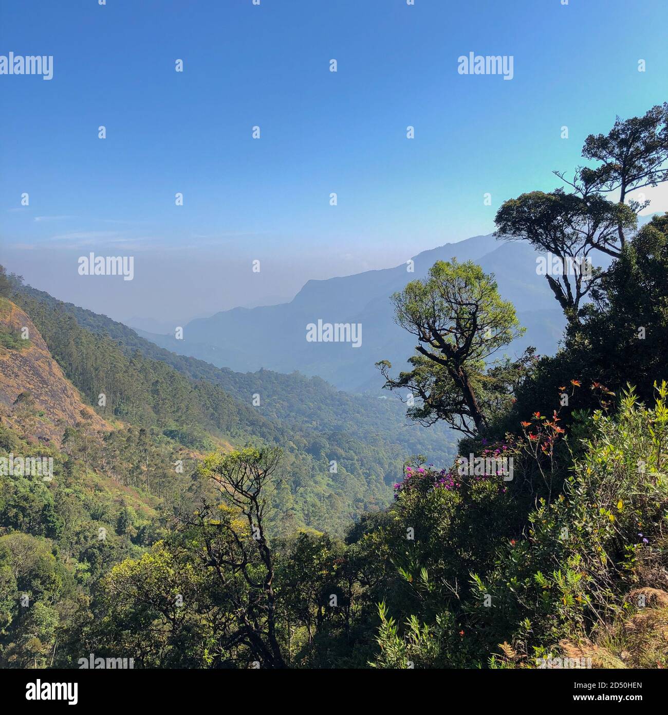 Una bella valle panoramica con lussureggiante foresta verde in primo piano e montagne nebbie sullo sfondo. Foto Stock