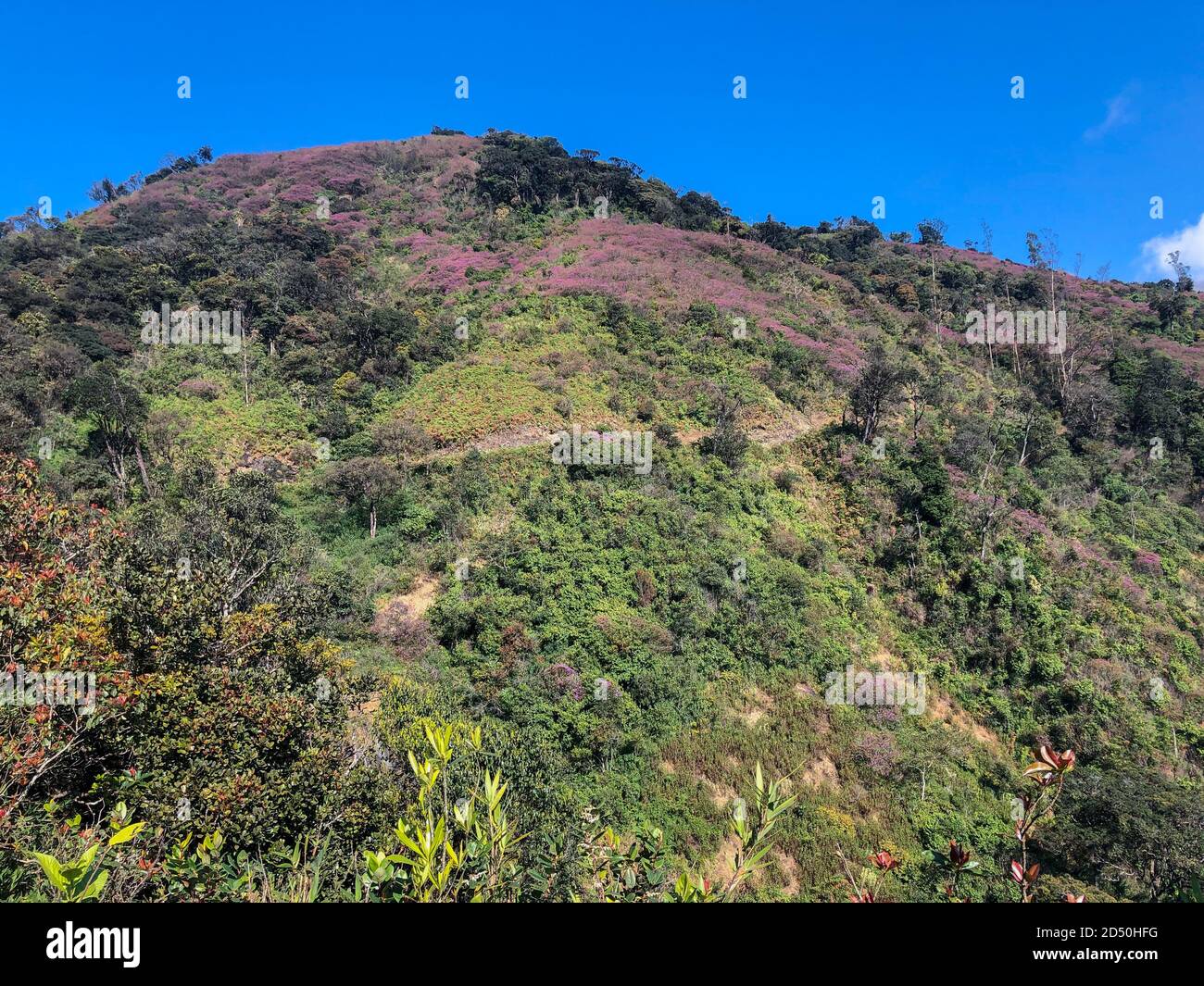 Un cerotto di fiori viola che crescono su una collina a Munnar in Kerala, India. Foto Stock