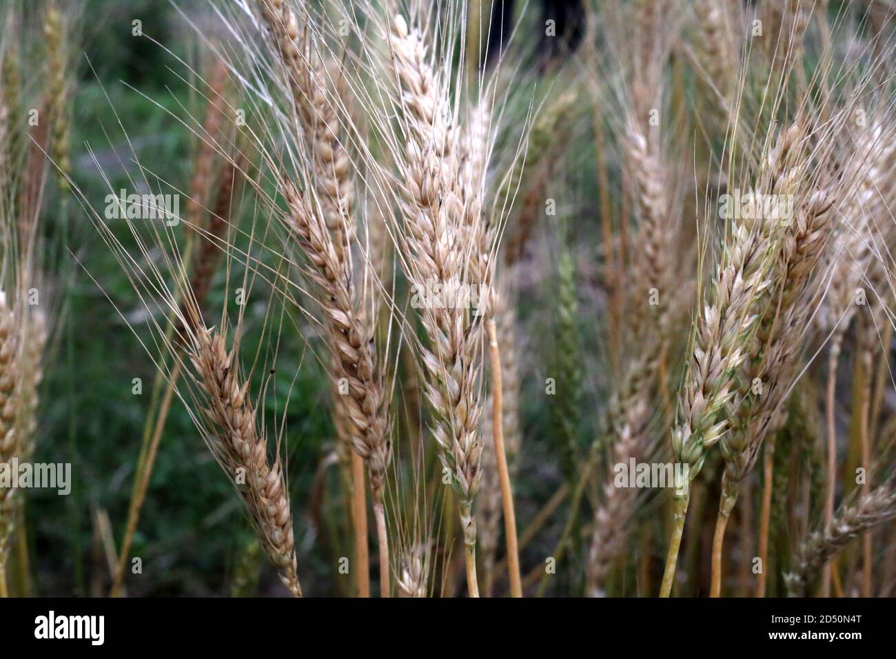 Grano maturo coltivato sul campo Foto Stock