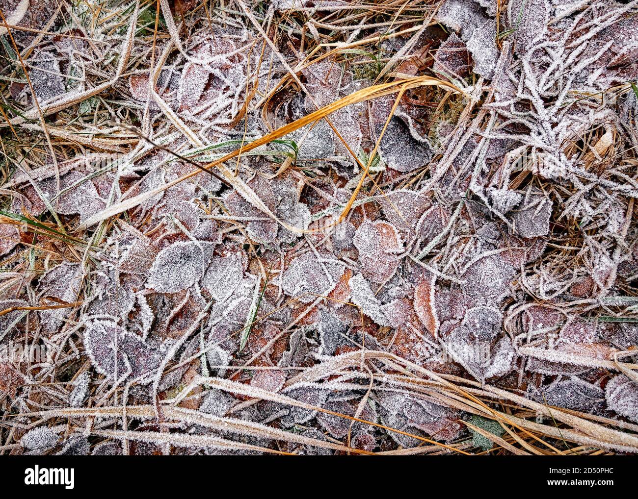 Foglie ed erba ricoperte di rime. Sfondo autunno congelato. Foto Stock
