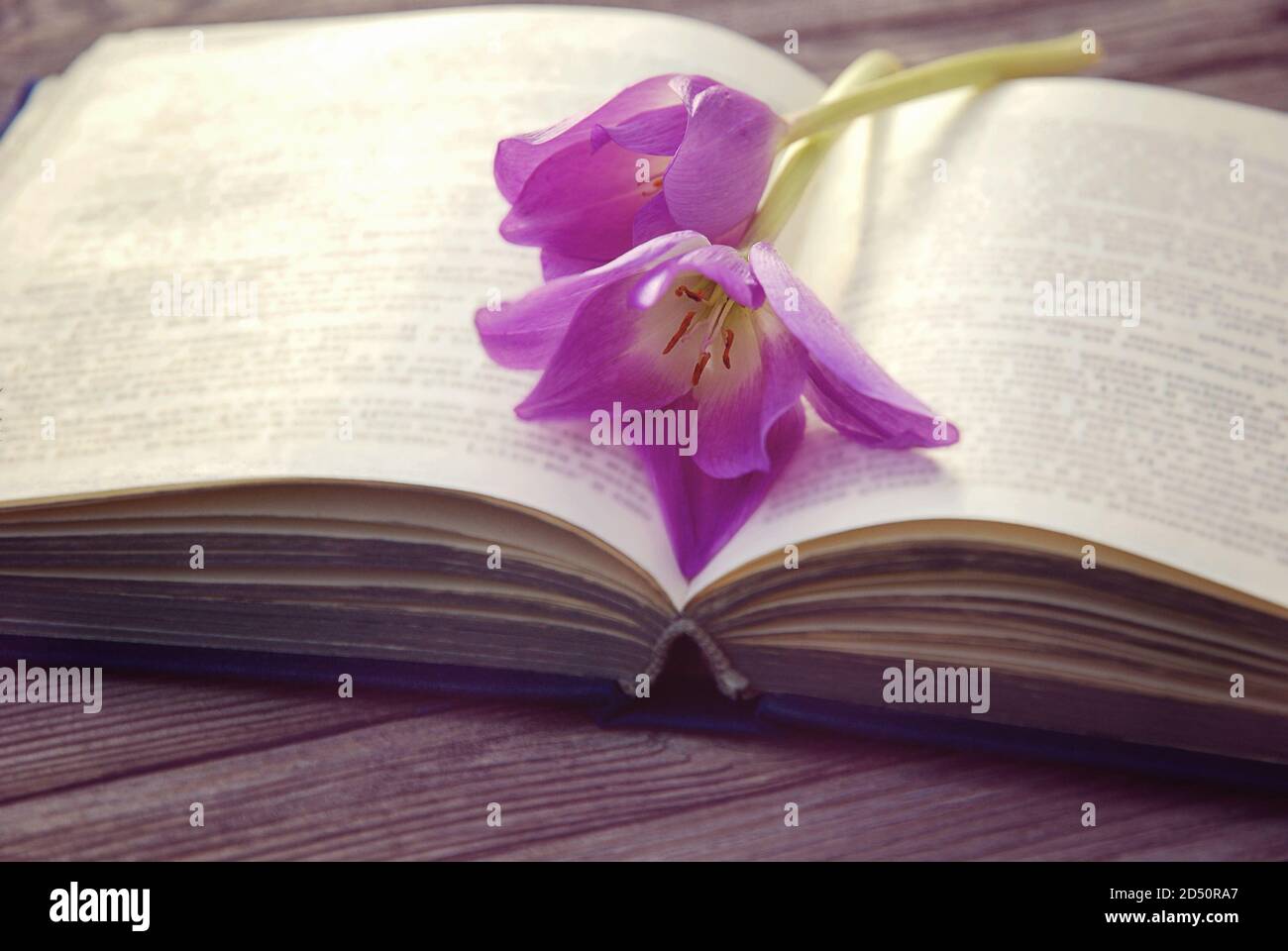 apri il vecchio libro con due fiori viola Foto Stock