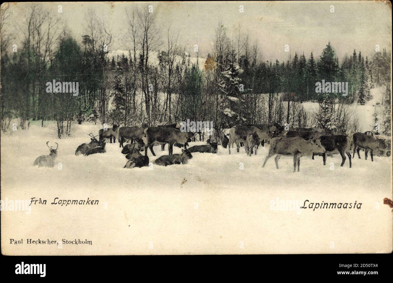 Schweden, Lapinmaasta, Elchgruppe im Winter | utilizzo in tutto il mondo Foto Stock