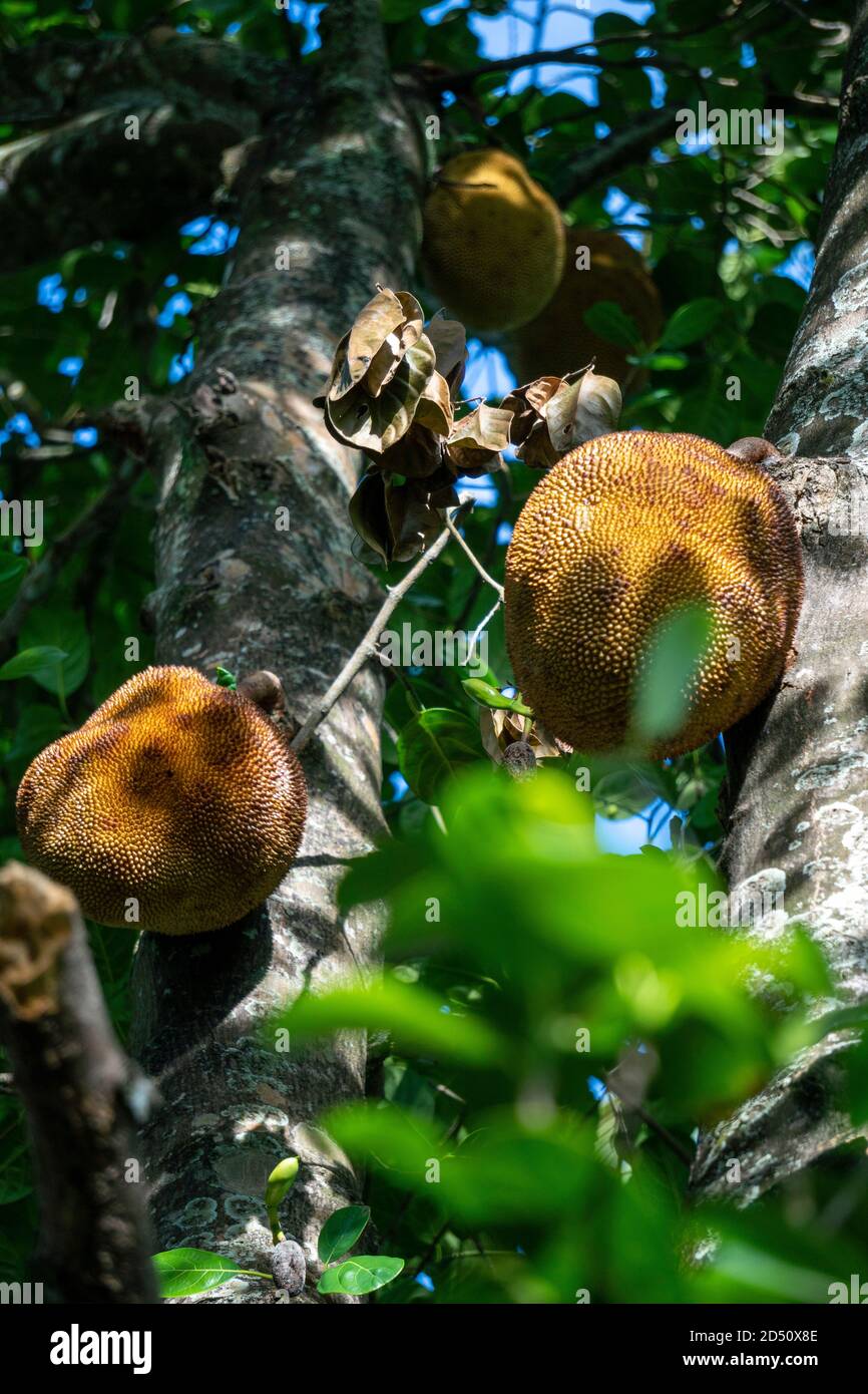 Jackfruit Tree o pane Tree e Jackfruits giovani Foto Stock