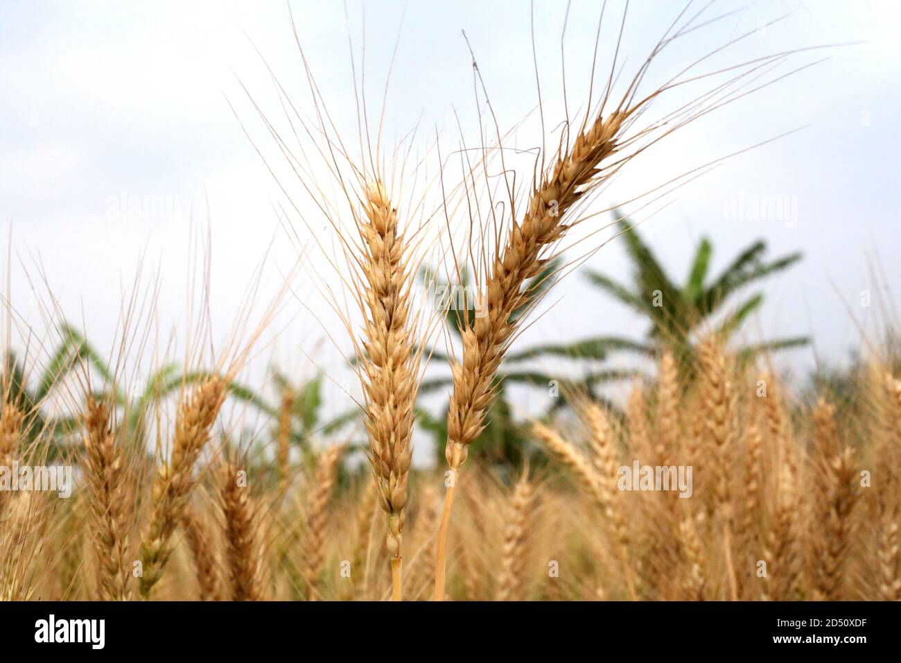 Grano maturo coltivato sul campo Foto Stock