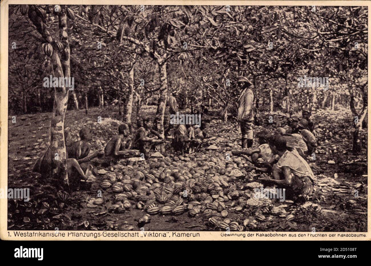 Kamerun, Gewinnung der Kakaobohnen aus den Früchten der Kakaoblume | utilizzo in tutto il mondo Foto Stock