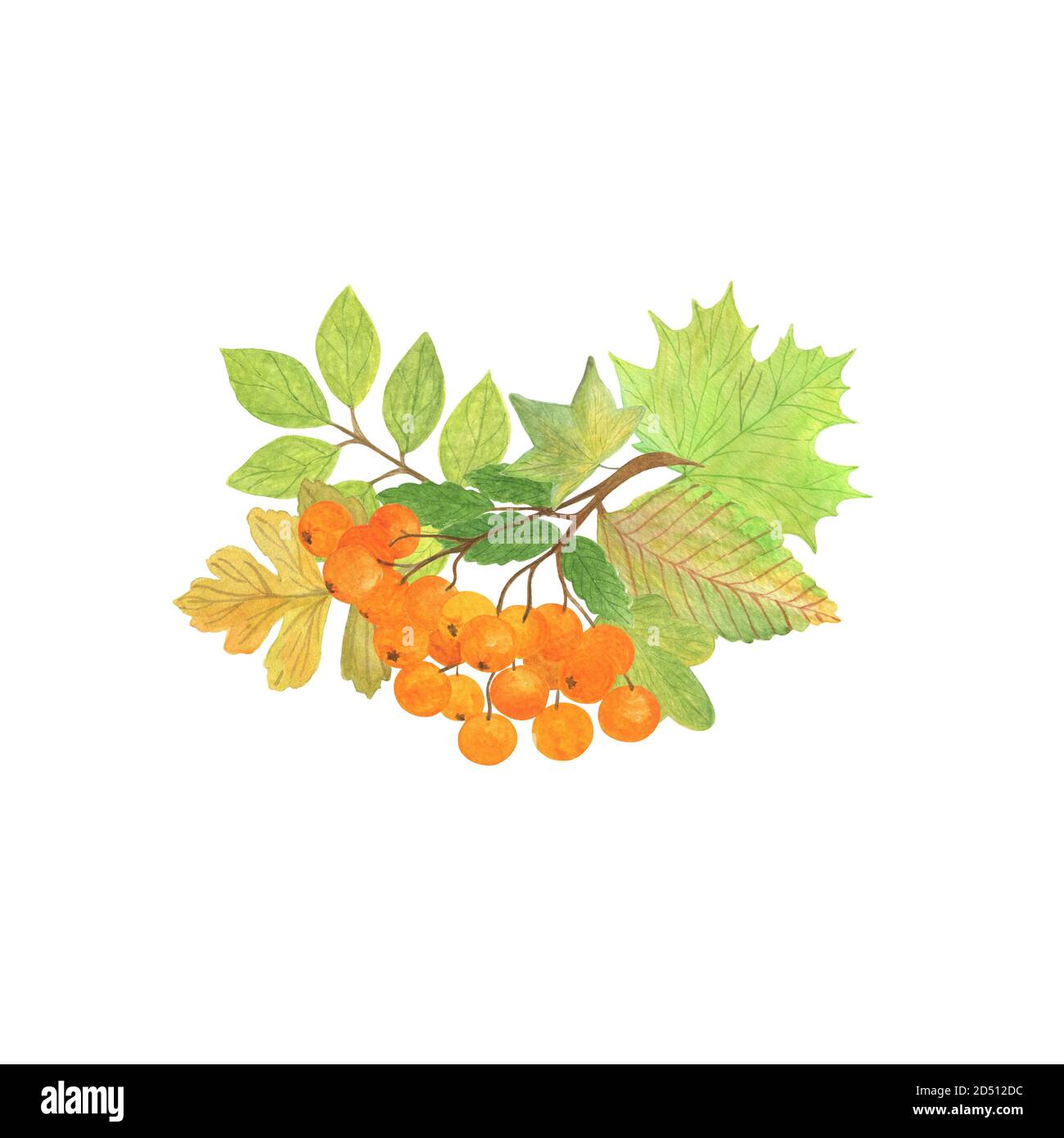 Arrangiamento di elementi autunnali con cenere di montagna, foglie verdi e gialle feste stagionali autunno acquerello illustrazione floreale, composizione per Halloween e ringraziamento Foto Stock