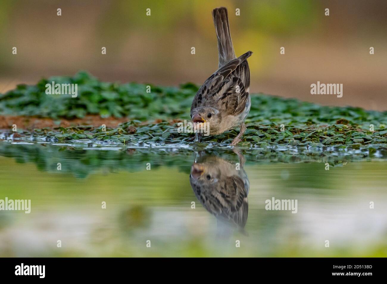 Passera femminile (Passer domesticus). Fotografato in Israele nel mese di luglio Foto Stock