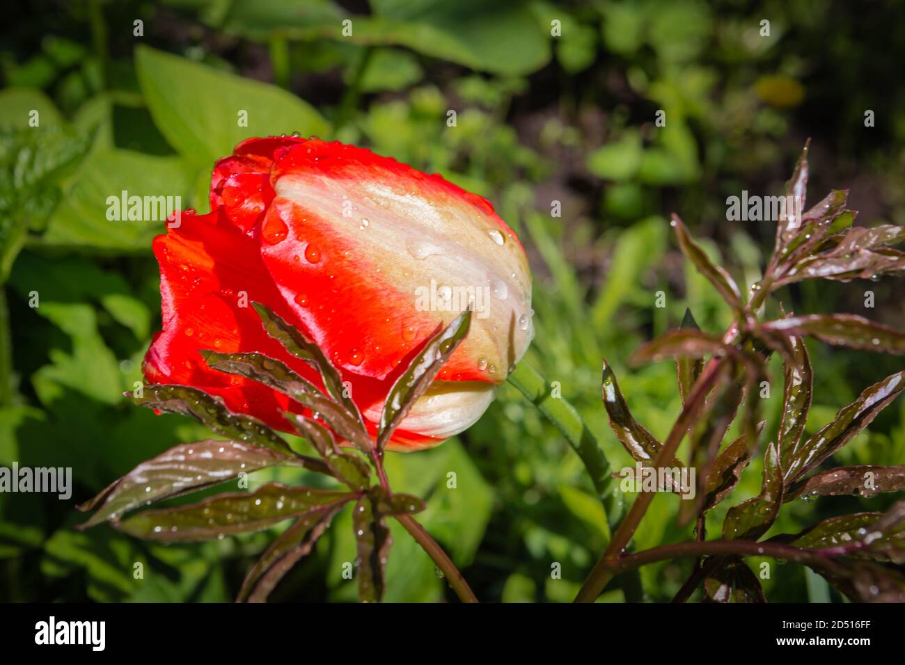 tulipano rosso con gocce di pioggia sui petali Foto Stock