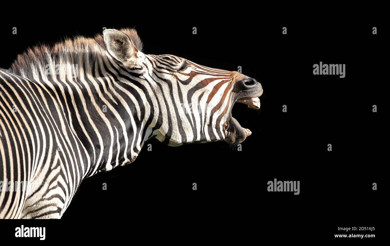 La zebra di Grevy, Equus grevyi, conosciuta anche come la zebra imperiale, isolata su sfondo nero con spazio per il tuo testo. Foto Stock