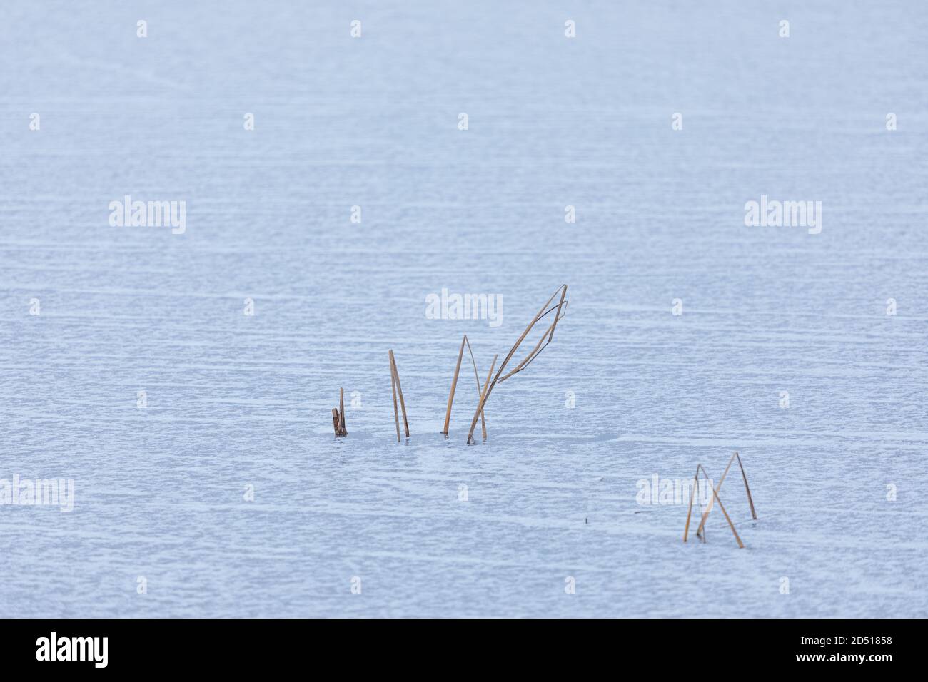 Canne in lago congelato al giorno in Finlandia Foto Stock