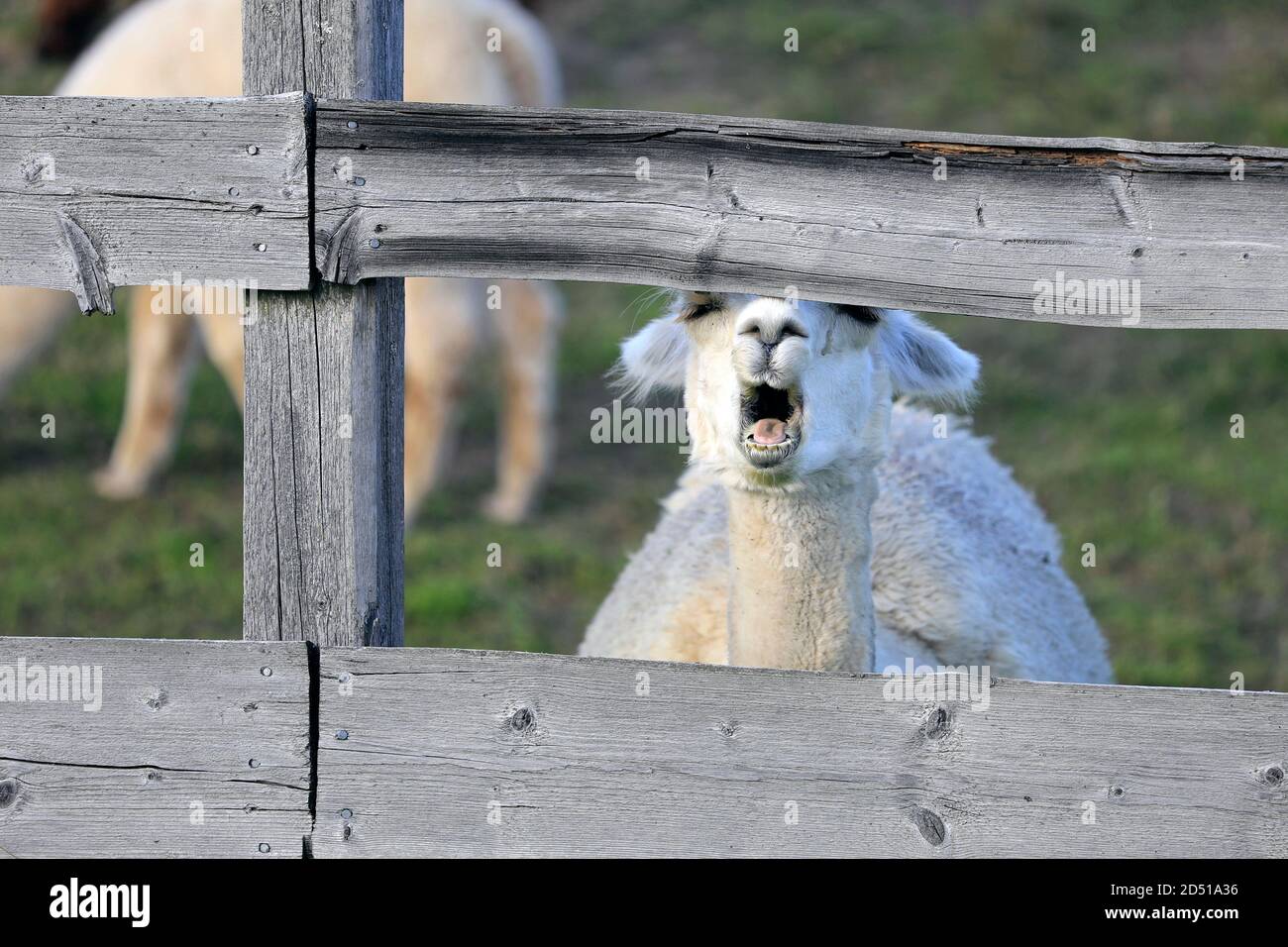 L'alpaca bianca e assonnata, Vicugna pacos, si affaccia attraverso recinzioni e tende di legno. Divertente foto animale. Foto Stock