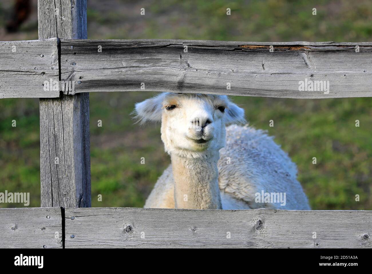 L'alpaca bianca e assonnata, Vicugna pacos, guarda attraverso una recinzione di legno e sembra sorridere. Divertente foto animale. Foto Stock