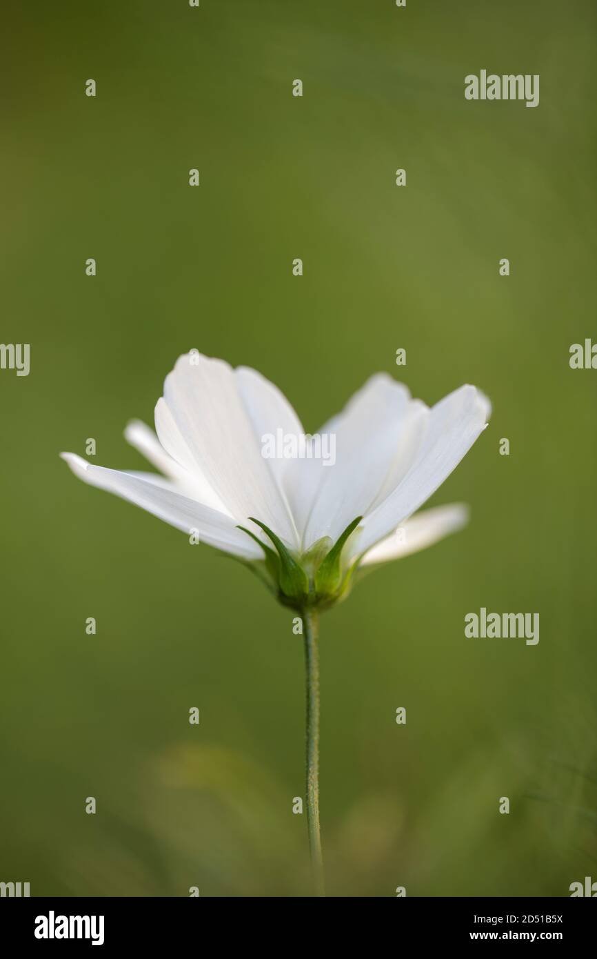 Il cosmo bianco fiorisce su un semplice sfondo verde pulito Foto Stock