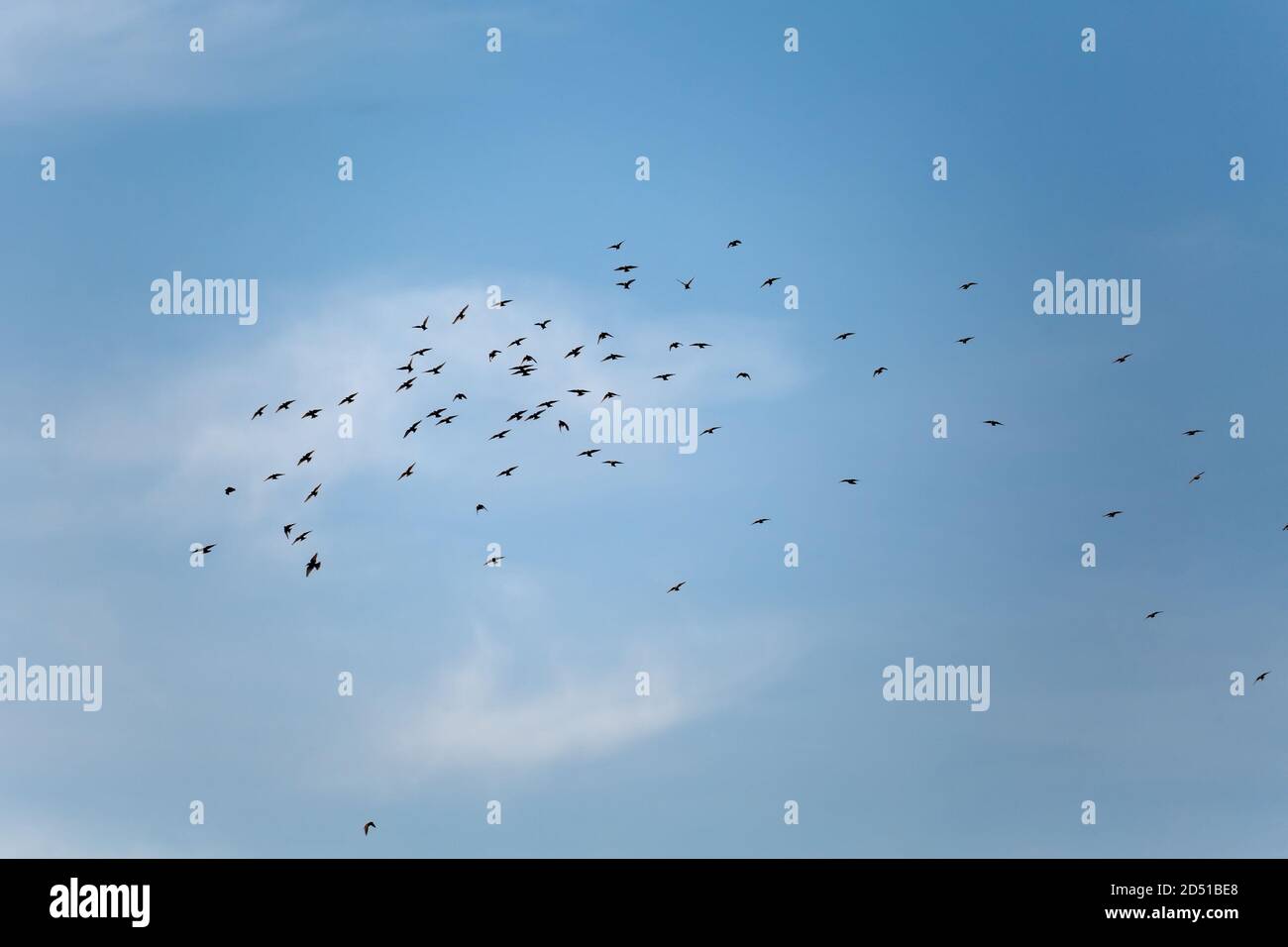 Uccelli in volo in cielo molto nuvoloso Foto Stock