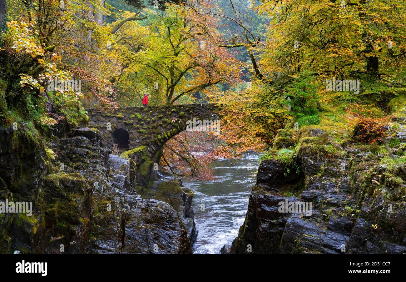 Dunkeld, Scozia, Regno Unito. 12 ottobre 2020. Colori autunnali sugli alberi e sul fiume Braan in spate presso l'Hermitage vicino a Dunkeld a Perth e Kinross. Il sito è un sito protetto dal National Trust for Scotland e una destinazione popolare per il pubblico per godersi le passeggiate nel bosco in autunno Iain Masterton/Alamy Live News Foto Stock