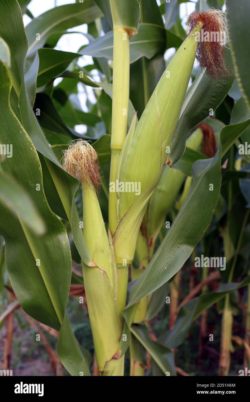 Erba verde alta per il cibo delle mucche Foto Stock