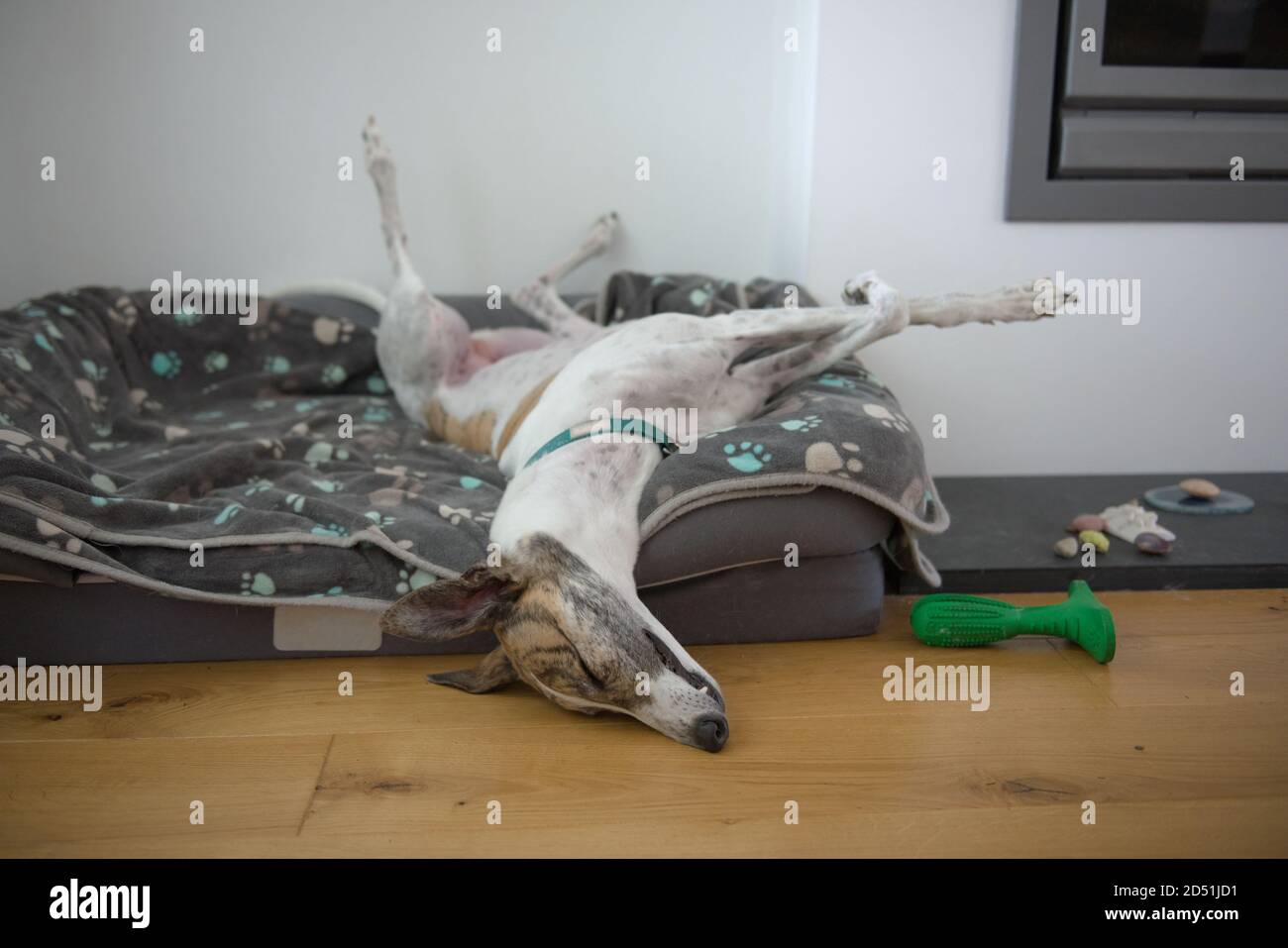 Addormentato veloce, questo grande cane di levriero animale domestico assume una posizione insolita, con le gambe posteriori nell'aria, le gambe anteriori incrociate, il naso sul pavimento. Comodo letto per cani Foto Stock